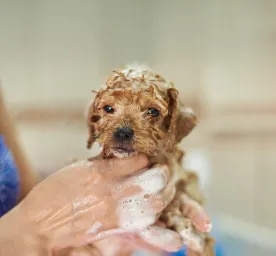 First Puppy Bath - The Survival Guide