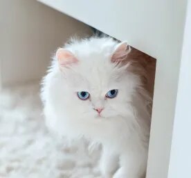 Gorgeous White Cat Breeds to Welcome to the Family