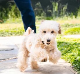 Grooming Short and Long Haired Dogs
