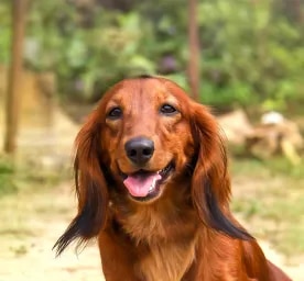 Gum Disease in Dogs