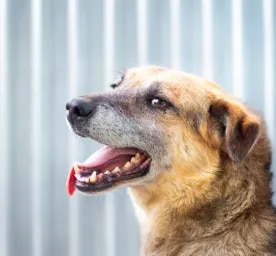 Halitosis and Bad Breath in Dogs