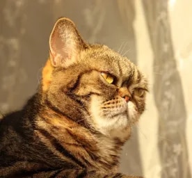 Hay fever in cats