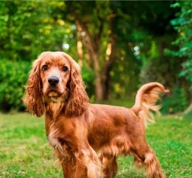Health Problems in Cocker Spaniels