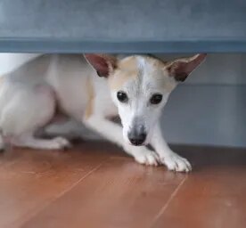 Helping a Scared Dog