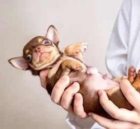 Hernias in Dogs: What You Need to Know