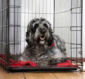Hip Dysplasia in Dogs