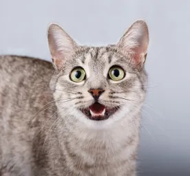 How Many Teeth Do Cats Have? Revealed!