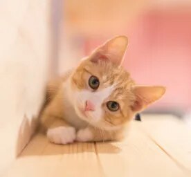 How Much Does a Cat Cost?