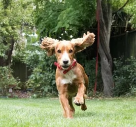 How Much Does a Puppy Cost? All You Need to Know