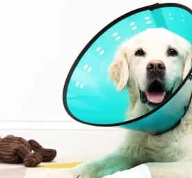 How to Care for Your Dog After Surgery