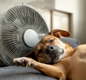 How to Cool Down a Dog and Keep Them Cool