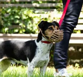 How to Stop Aggressive Dog Behaviour.