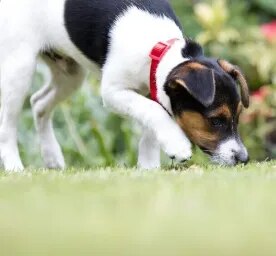 How to Stop a Dog Digging