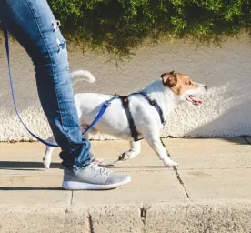 How to Walk Dogs & Puppies on a Lead?