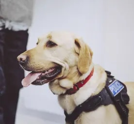 Military and Police Dogs