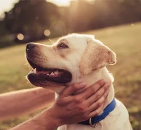 New Study Reveals the Many Benefits of Having a Dog
