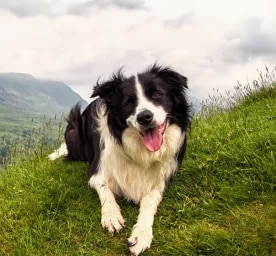 Pastoral Dogs: Everything You Need to Know