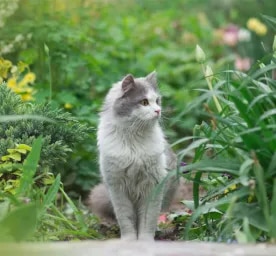 Plants Poisonous to Cats