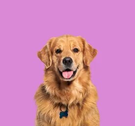 Popular Female Dog Names to Match Your New Best Friend