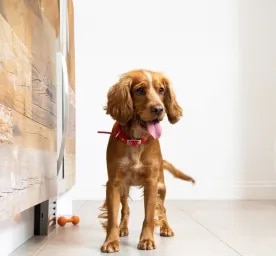 Preparing for a New Puppy? Here is what to Expect