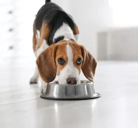 Probiotics for Dogs: What They Are and When to Use Them