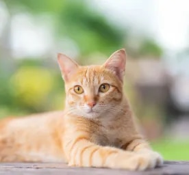 Purina Body Condition Tool for Cats