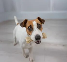 Rawhide for Dogs