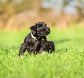 Recognising and Treating Dog Mites