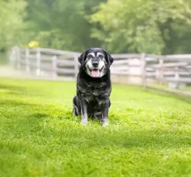 Senior Dog Weight Management