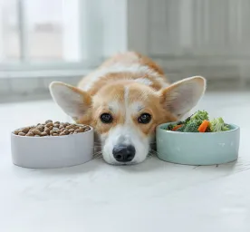 Sensitive Digestion in Dogs and Their Dietary Needs