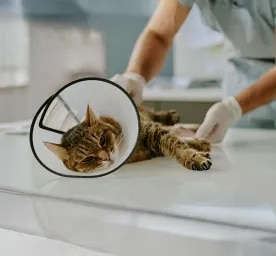 Spaying and Neutering Cats FAQs