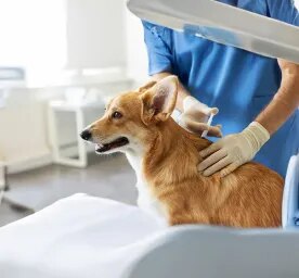 Steroids for Dogs: How They Work & Side Effects