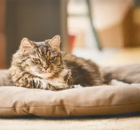 Strange Behaviour in Older Cats