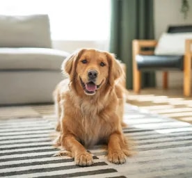The 10 Best Dogs for Busy Families