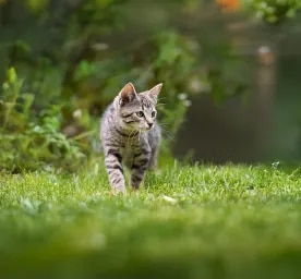 The Best 22 Cat-Friendly Plants