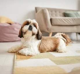 The Best Small Dog Names for the New Pet in Your Life