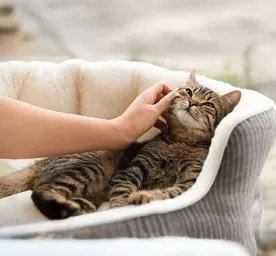 The Cat Health Checklist
