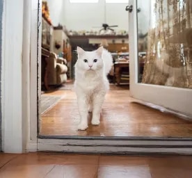 The Truth About Cat Allergens