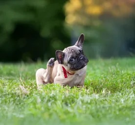 Ticks on Dogs How to Recognise and Treat Ticks