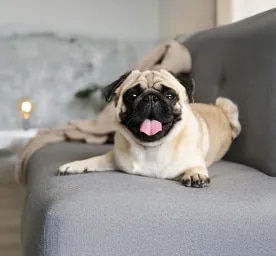 Top 9 Pug Health Problems to Look Out For