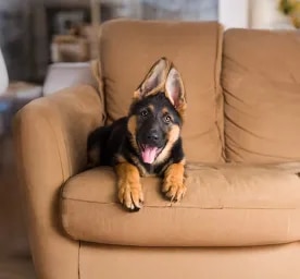 Top Easiest Dogs to Train