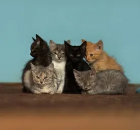 Quiz: What Cat Breed Are You?