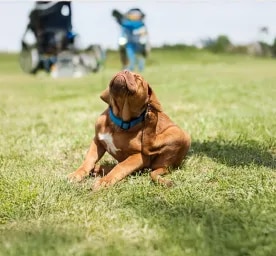 Recognising and Removing Fleas on Dogs