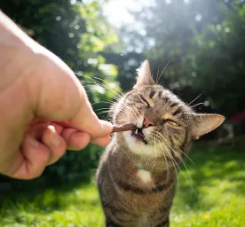 Snacks and Treats for Your Cat