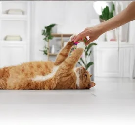 The Most Affectionate and Friendliest Cat Breeds