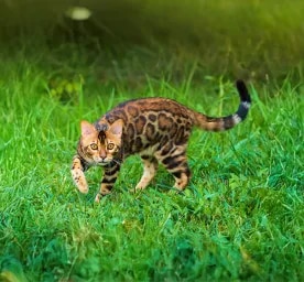 Top 5 Cats That Look Like Tigers, Leopards and Other Wild Felines