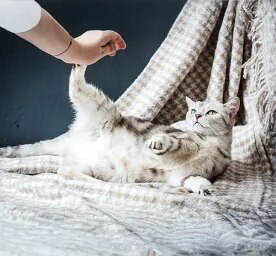 Top Things to Look Out For During Cat Pregnancy & Labour