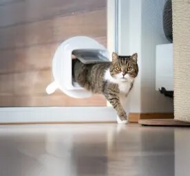 Training a Cat to Use a Cat Flap