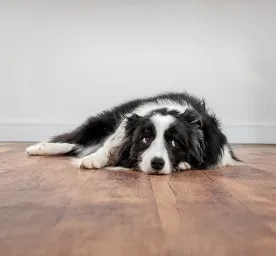 Understanding Dog Body Language