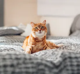 Understanding Your Cat's Body Language